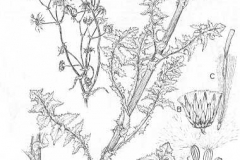 Sketch-of-Prickly-sow-thistle