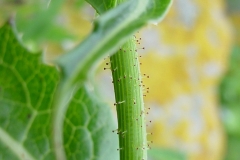 Stem-of-Prickly-sow-thistle
