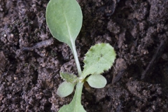 Young-Prickly-sow-thistle-Plant