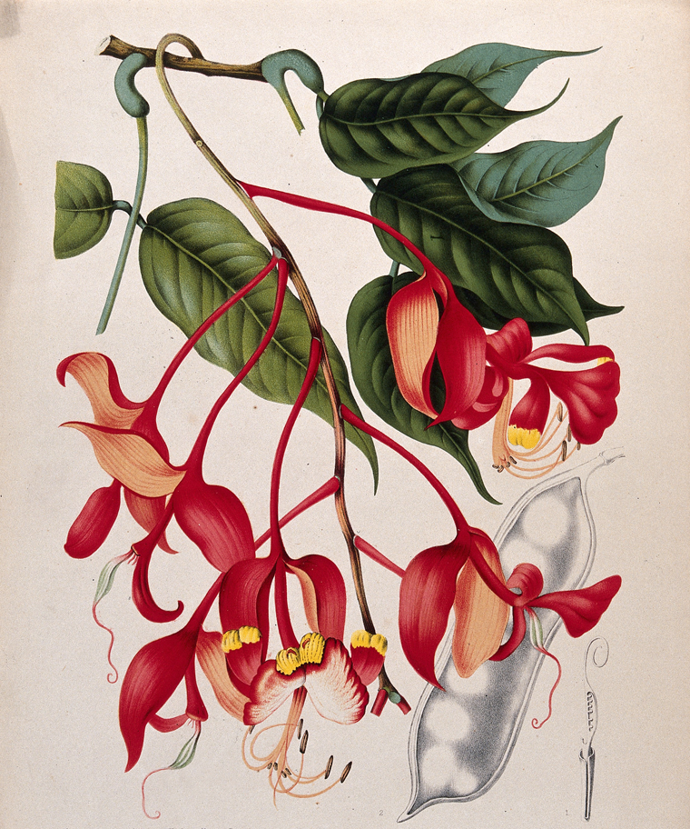 Plant-Illustration-of-Pride-of-Burma