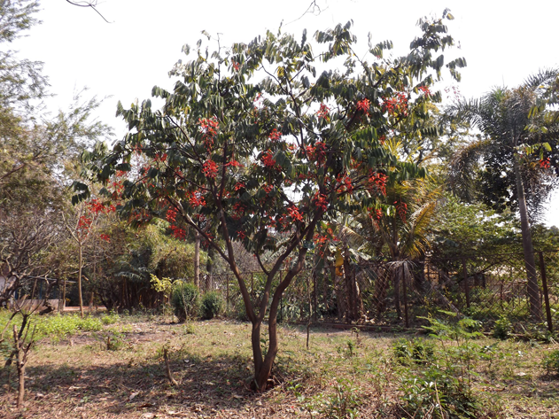 Pride-of-Burma-Tree