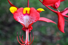 Flower-of-Pride-of-Burma