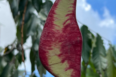 Fruit-of-Pride-of-Burma