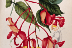 Plant-Illustration-of-Pride-of-Burma