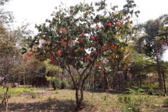 Pride-of-Burma-Tree