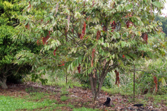 Pride-of-Burma-plant-growing-wild