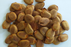 Seeds-of-Pride-of-Burma