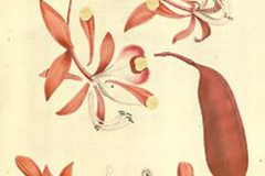Sketch-of-Pride-of-Burma