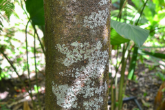 Trunk-of-Pride-of-Burma