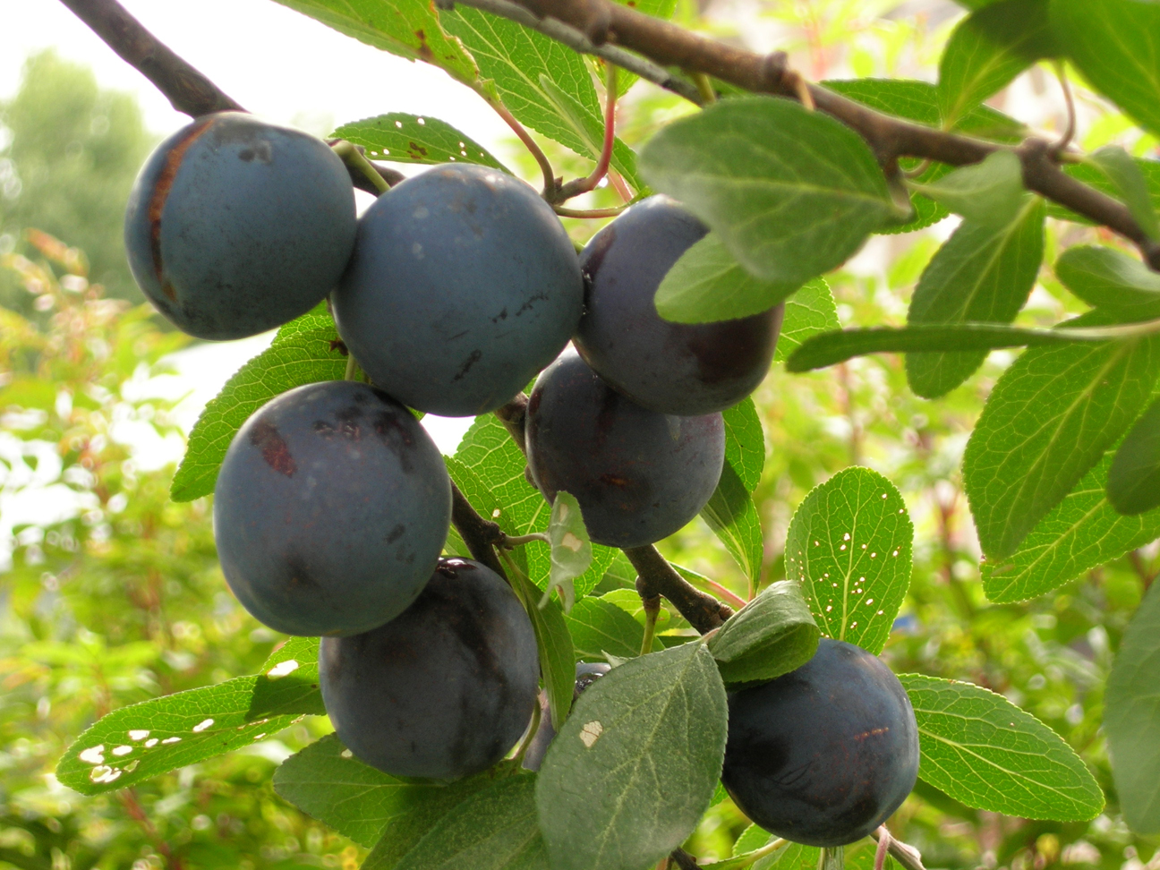 Prune-fruit-undried