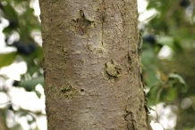 Prune-bark