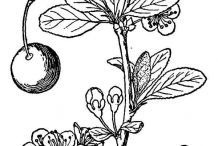 Prune-drawing
