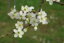 Prune-flowers