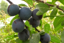 Prune-fruit-undried