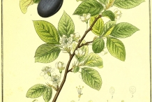 Prune-illustration
