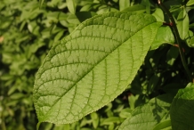 Prune-leaves