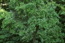Prune-tree