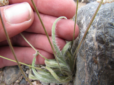 Closer-view-of-Psyllium--leaf