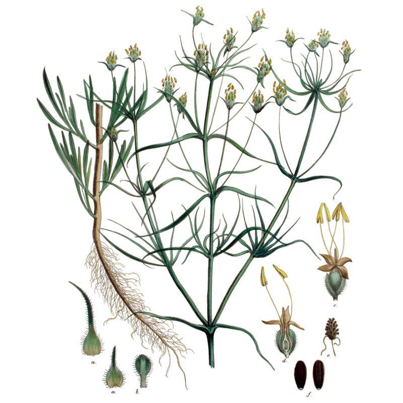 Psyllium-plant-Illustration