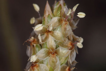 Closer-view-of-Psyllium--flower