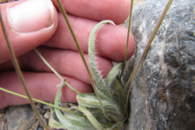 Closer-view-of-Psyllium--leaf