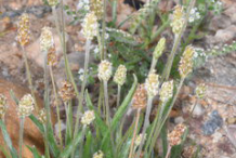 Psyllium-Plant