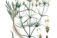 Psyllium-plant-Illustration
