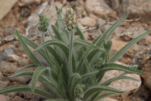 Small-Psyllium-plant