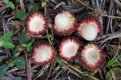 Fruits