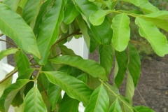 Leaves