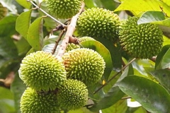 Young-fruits