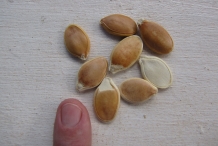 Pumpkin-seeds-1