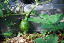 Baby-pumpkin