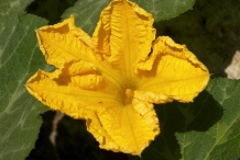 Close-up-flower-of-Pumpkin