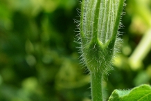Flower-bud-of-Pumpkin