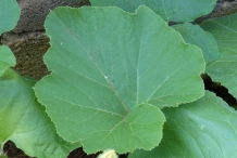 Leaves-of-Pumpkin