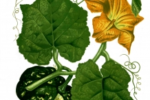 Plant-illustration-of-Pumpkin