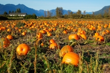 Pumpkin-farm