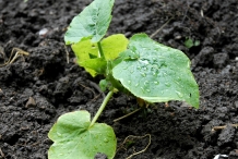 Pumpkin-plant