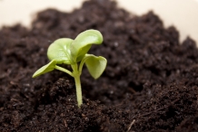 Pumpkin-sprouts