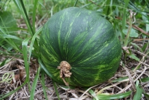Pumpkin