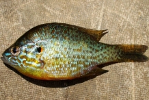Close view of Pumpkinseed Sunfish