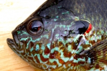 Head-of-Pumpkinseed-sunfish