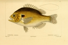 Illustration-of-Pumpkinseed-sunfish