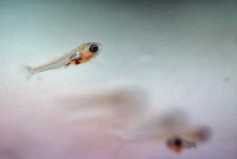 Juvenile-of-Pumpkinseed-sunfish