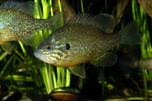 Pumpkinseed-sunfish-1