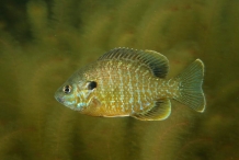 Pumpkinseed-sunfish-2