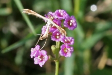 Punarnava-pigweed