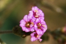 Punarnava-Red spiderling