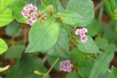 Punarnava-Spreading Hogweed